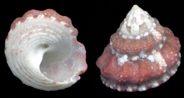 Gibbula fanulum